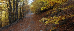 kaz-daglari-4